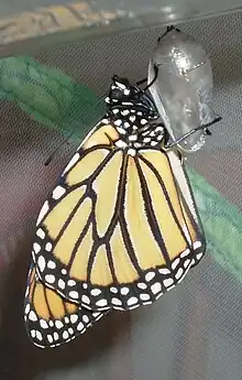 Emergent monarch butterfly clinging to exuviae