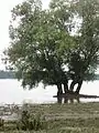 Marsh on the Danube