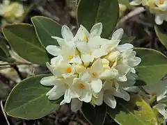 Daphne blagayana