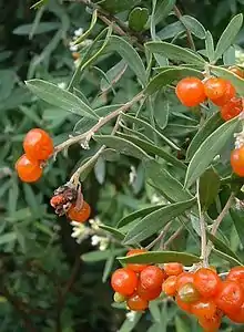 Daphne gnidium – ripe fruits