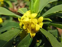 Daphne jezoensis