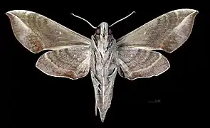 Female ventral