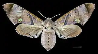 Female dorsal view