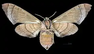 Female ventral view