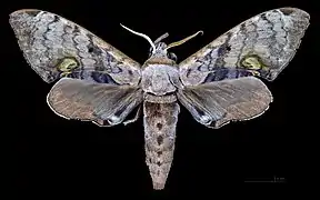 Male dorsal view