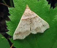 Phalaenophana pyramusalis