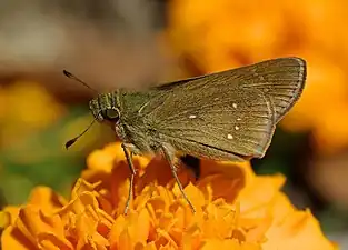 Ventral view