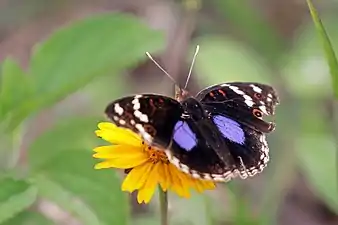 J. o. epiclelia male, Madagascar