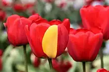 Image 25A red tulip exhibiting a partially yellow petal due to a mutation in its genes (from Mutation)