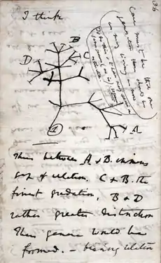 A page of hand-written notes, with a sketch of branching lines