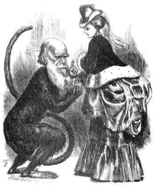 Caricature of Charles Darwin contemplating a bustle as a curiosity of natural history, from Fun, 16th Nov, 1872