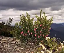 Darwinia leiostyla in the Stirling Range, Western Australia