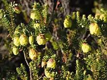 Darwinia collina on Bluff Knoll