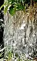 Peeling bark of mature trunk of full-grown arborescent specimen, (circa 9m)Curacautín, Chile