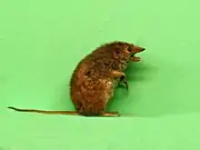 Brown antechinus