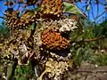 D. metel 'Fastuosa' Ripe capsules dehiscing irregularly by disintegration of fruit wall.