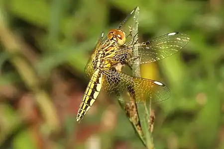 Female