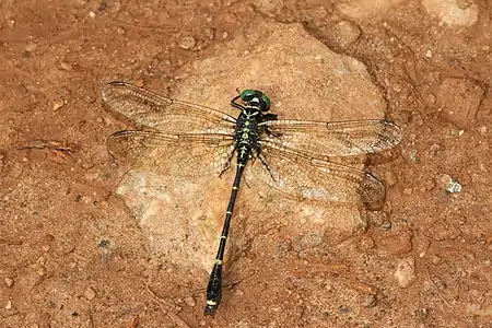 Burmagomphus laidlawi male