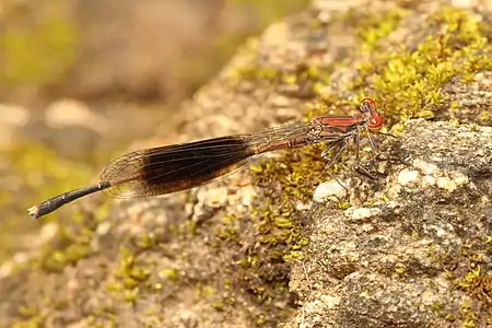 Disparoneura quadrimaculata male