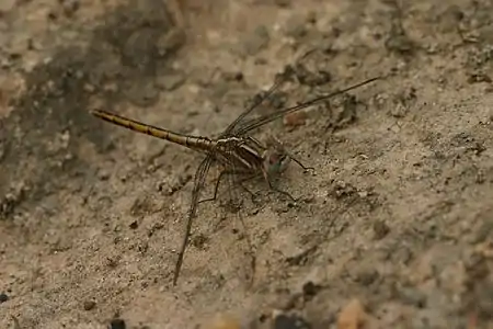 Orthetrum taeniolatum female