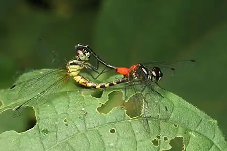 Epithemis mariae mating pair