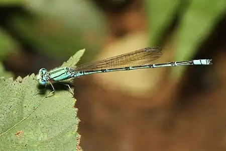 Pseudagrion decorum male