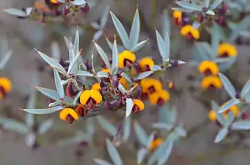 Daviesia nudiflora 2014-07-12