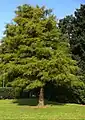 A specimen at Croxteth Hall in Liverpool: summer foliage