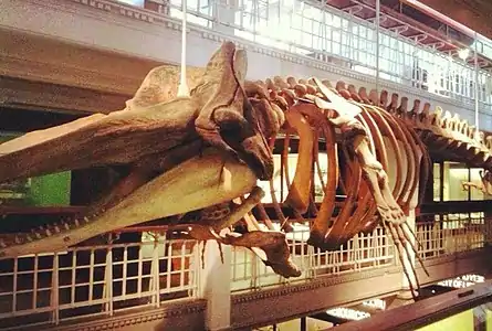 Manchester sperm whale, in 2012 (Manchester Museum)