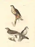 "Plate II. Fig. 3. The Rough-legged Buzzard (Buteo sancti-joannis). 4, 5. The American Goshawk (Astur atricapillus)."