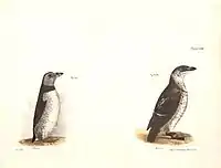 Plate CXXXIV, Atlantic puffin left, and little auk right