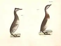 Plate CXLI, red-necked grebe left, and dipper right