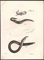 Mollusca Plate 53