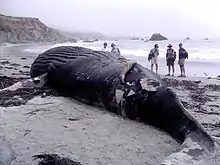 Photo of beached whale with observers in background