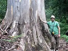 One of the describing scientists, Dean Nicolle and an associate species of the Wollemi stringybark, mountain blue gum