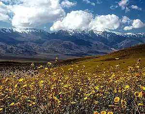 Wildflowers blooming in Death Valley after a wet winter