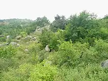 Deccan thorn scrub forests, a tropical dry woodland