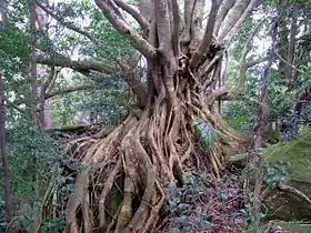 mature tree at Foxground