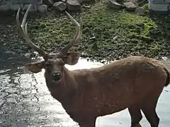 Sambar deer stag in the park