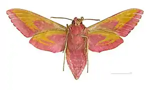 Female ventral view