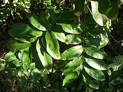 Compound leaves