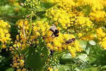 Yellow blooms