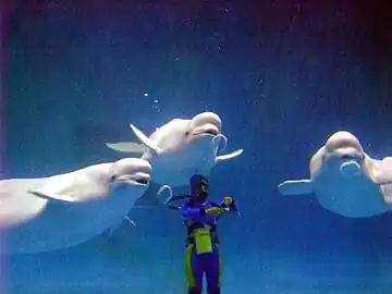 Beluga whales blowing bubble rings