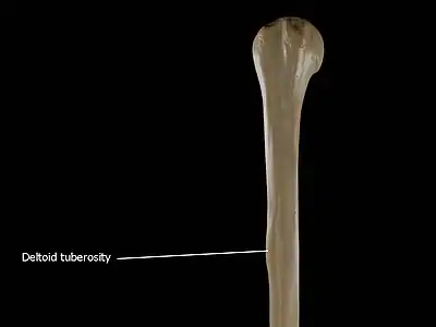 Deltoid Tuberosity