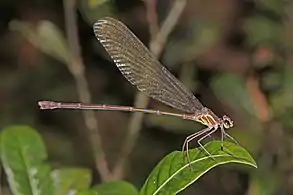 P. rasoherinaeMadagascar