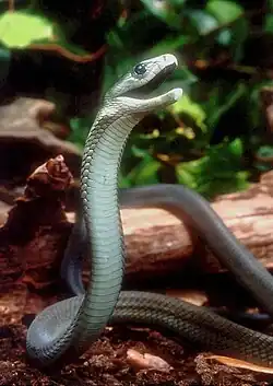 The black mamba is one of sub-Saharan Africa's most feared snakes. A territorial species that may become unusually aggressive if provoked. Without antivenom treatment, the mortality rate is 100%,