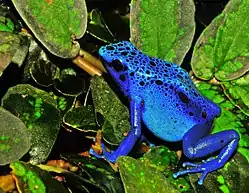 Blue poison dart frog