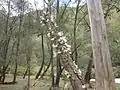 Growing in the Oxley Wild Rivers N.P.