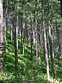 A Forest of Mount Denjō