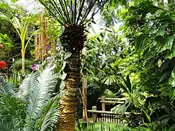 Lush greenery, with a walkway across the scene